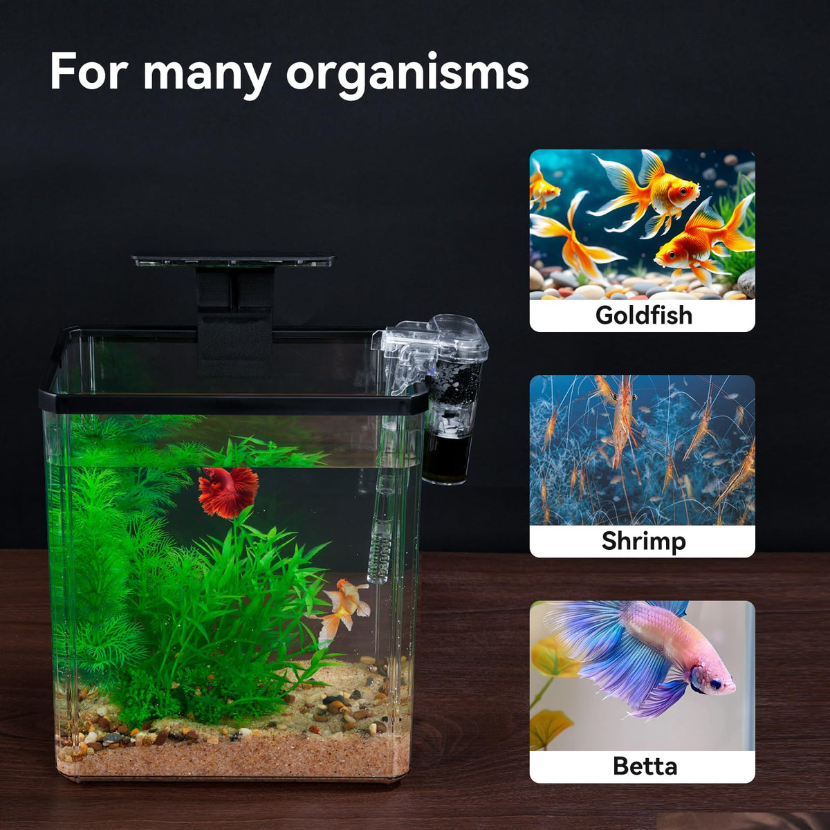 1.5 Gallon Aquarium Starter Kit with Filteration Lighting S940175