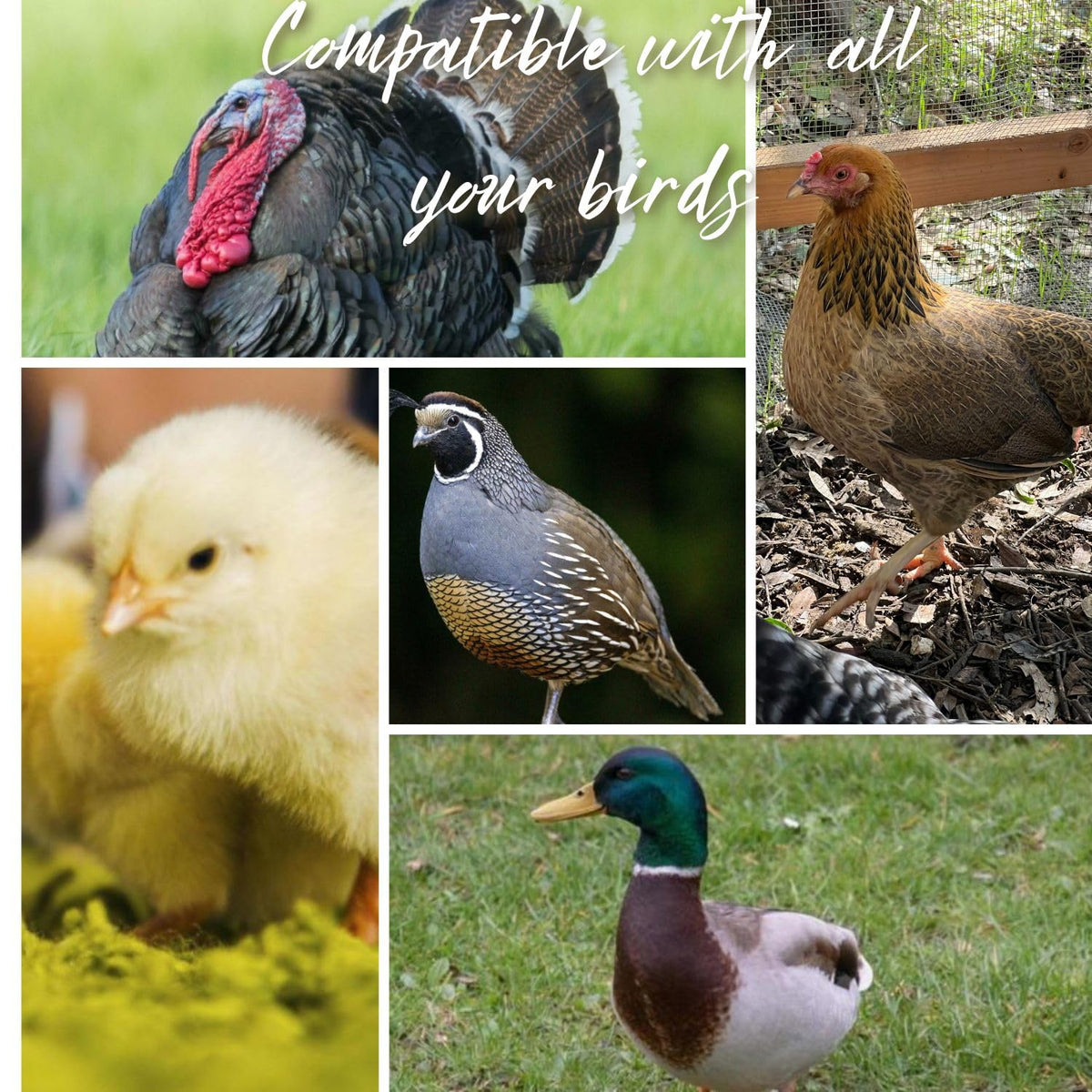 Leak Resistant Automatic Chicken Waterer Cups 8pk N934